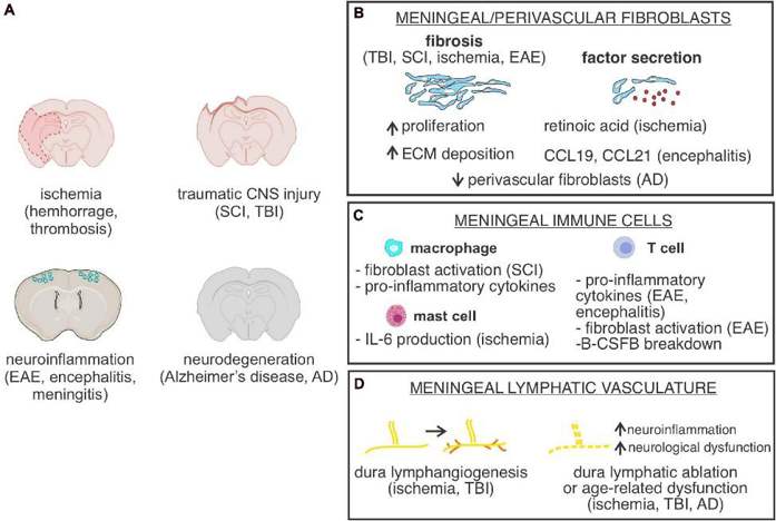 Meningeal cells or structures in CNS injury and disease