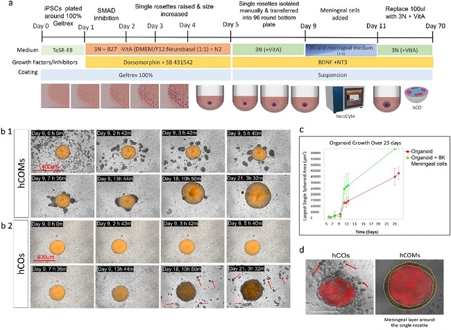 3D co-culture system for generation of human brain organoid.