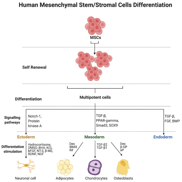 Human mesenchymal stem/stromal cells (MSCs) differentiation and signaling pathways.