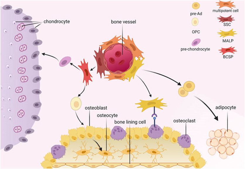  Hierarchy of bone marrow mesenchymal stromal cells.