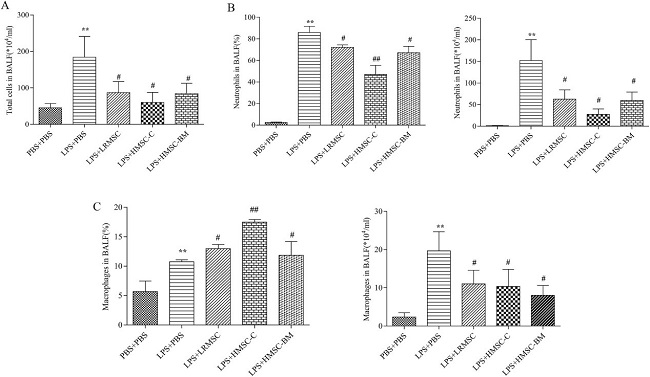 Measurement of inflammatory cells in BALF.
