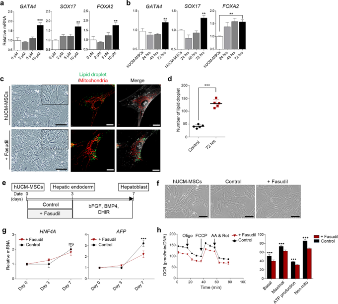 Effect of fasudil on early hepatic differentiation of hUCM-MSCs.