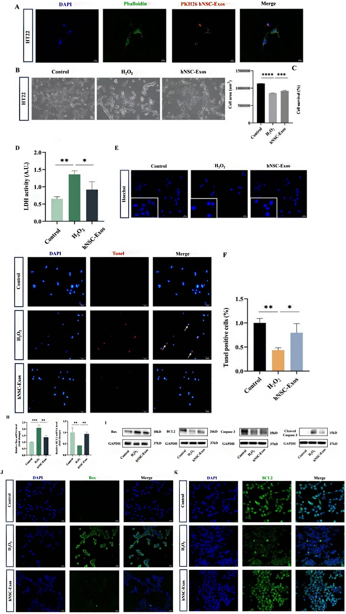 hNSC-Exos reversed OS-induced neuronal injury in vitro (Zhao, Mengke, et al., 2025).