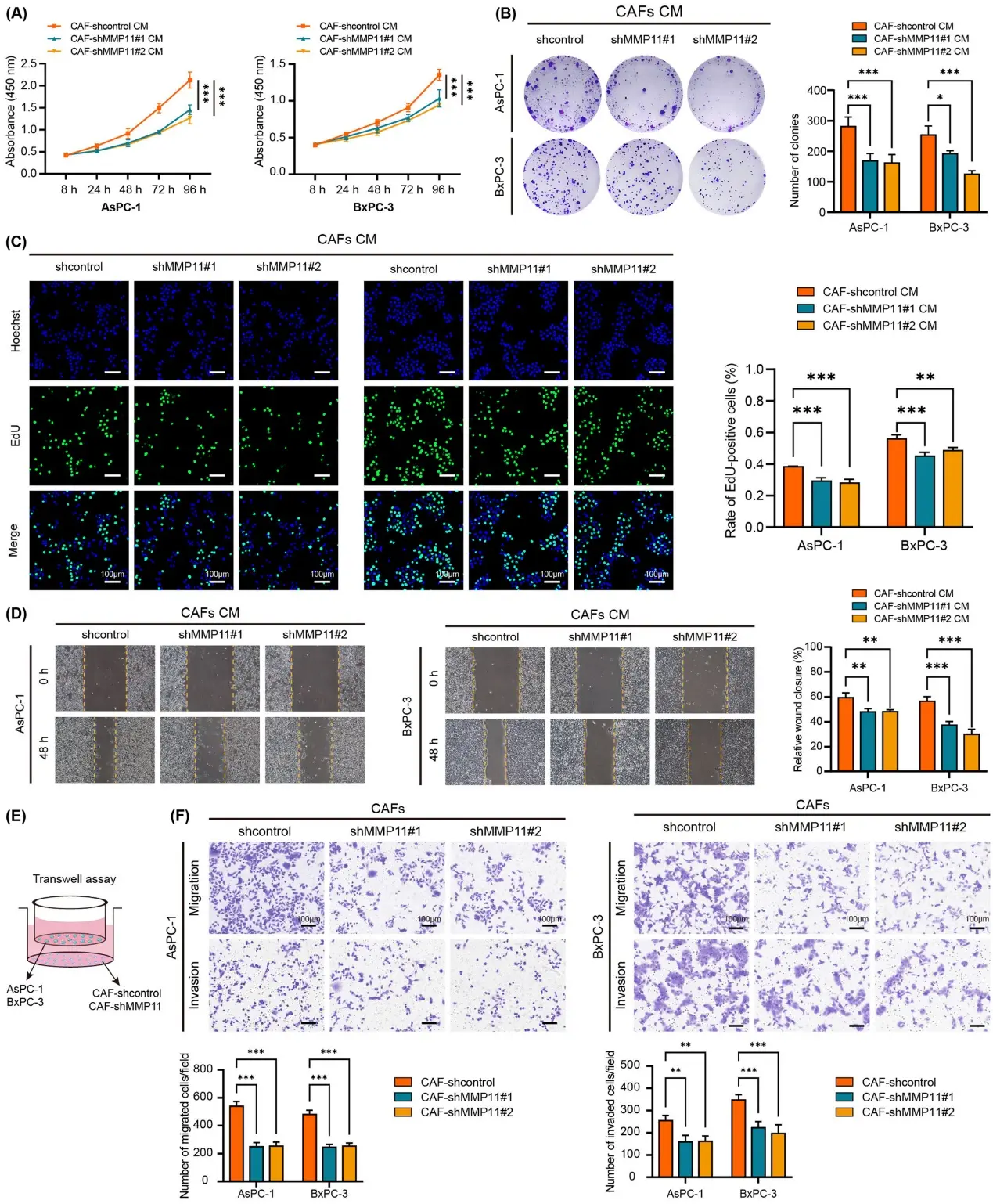 MMP11 knockdown in CAFs impaired the proliferation, migration, and invasion of PDAC cells in� vitro (Wang, Zhuoyin, et al., 2025).