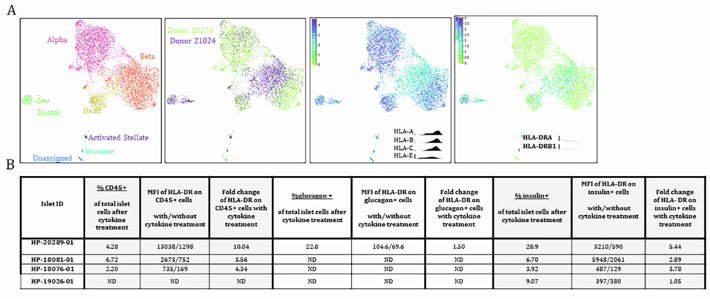 Cytokine treatment of cultured human islets upregulates MHC-I and MHC-II antigen presentation pathways