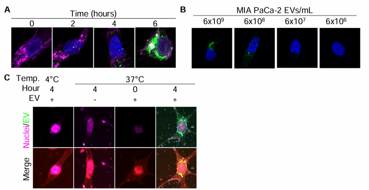 Validation of EV import imaging in vitro.