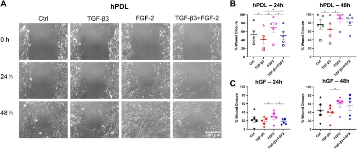 The response of hGFs and hPDL cells to combination treatments of TGF-β3+FGF-2.