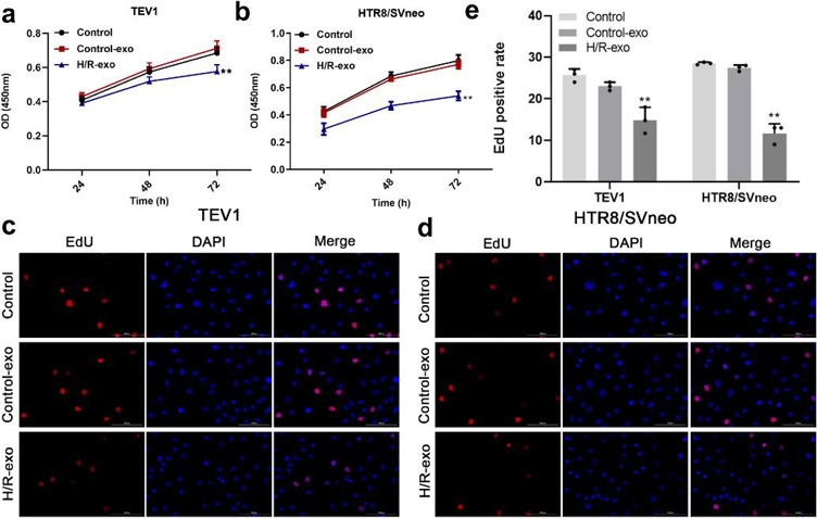 Exosomes derived from H/R-induced HPVECs significantly inhibited the proliferation of trophoblast cells.