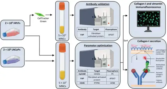 Schematic showing the workflow, using human cell lines, for the isolation and (functional) characterization of circulating cancer-associated fibroblasts.