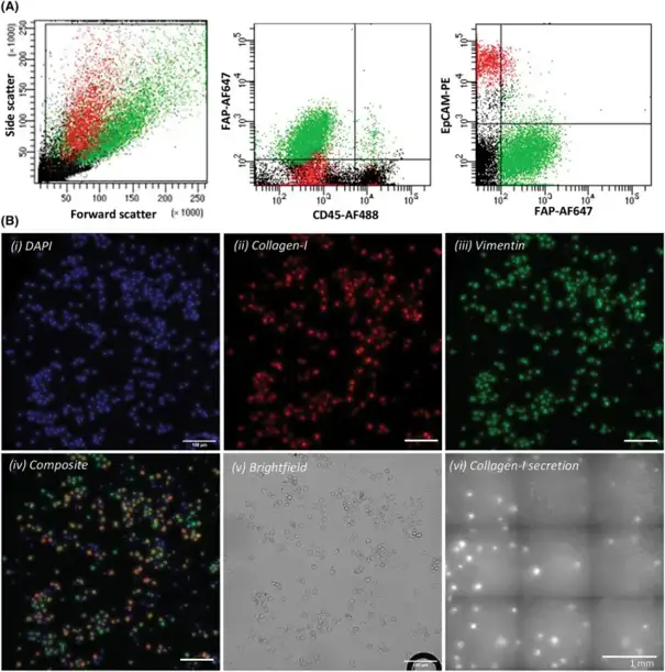 Identification and (functional) characterization of HPrFs that were spiked in MNCs of healthy volunteers and were isolated using the workflow depicted in Fig. 1.