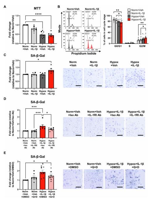 Hypoxia in synergy with IL-1β triggering of IL-1RI mediate G2/M arrest and senescence of human primary PTECs
