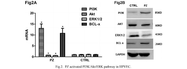 PZ activated PI3K/Akt/ERK pathway in HPVEC.