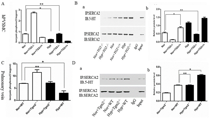 The inorganic phosphorus production and s-SERCA2 protein expression of human pulmonary vein smooth muscle cells (hPVSMCs) and the pulmonary vein.