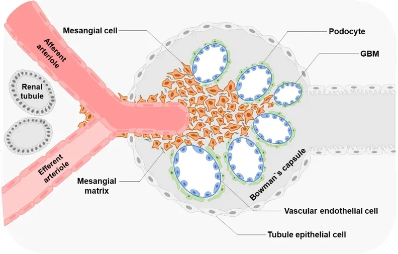 Glomerular structure and MCs' location Glomerular MCs and the mesangial matrix form a stalk that holds and organizes the multiple capillary loops together.