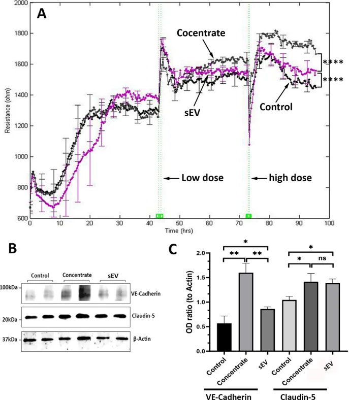 Contribution of sEV from HRP conditioned medium (CM) to HREC barrier function.