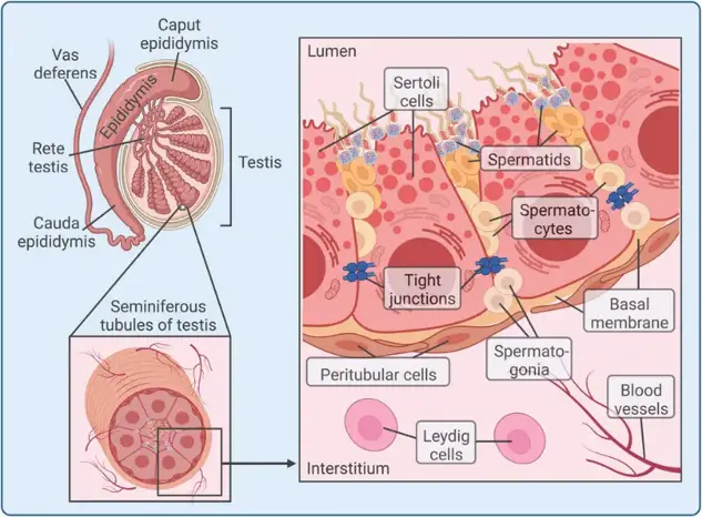Overview of testis structure. The testis consists of seminiferous tubules, which are established and held together by Sertoli cells.