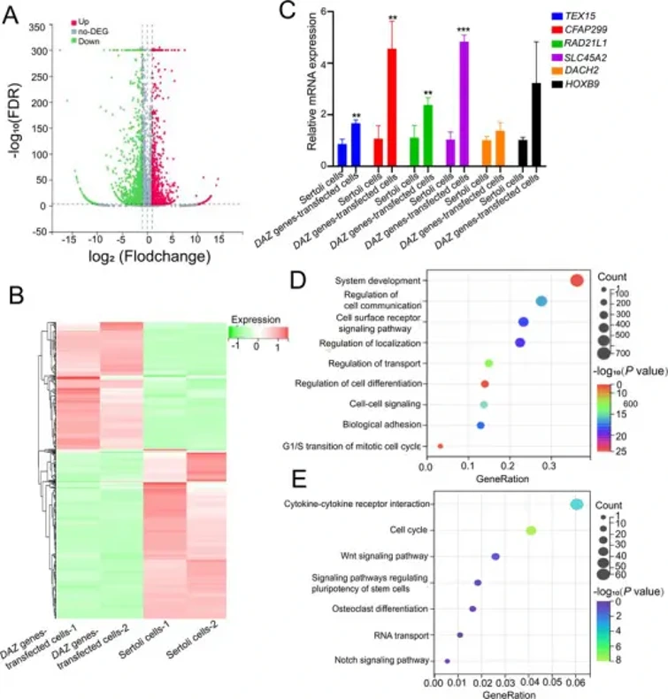 DAZ genes-transfected cells have different transcriptomes compared to human Sertoli cells and RAD21L1 is upregulated by overexpressing DAZ family genes.