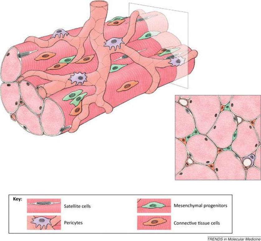 Satellite cells (white) constitute the major muscle stem cell population that reside beneath the basal lamina near the vasculature. Other muscle-resident stem cell populations such as pericytes (purple) and mesenchymal progenitors (green) contribute to muscle repair and regeneration.