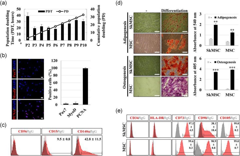Characteristics of cultured skeletal muscle satellite cells (SkMSCs) at passage (P)5.