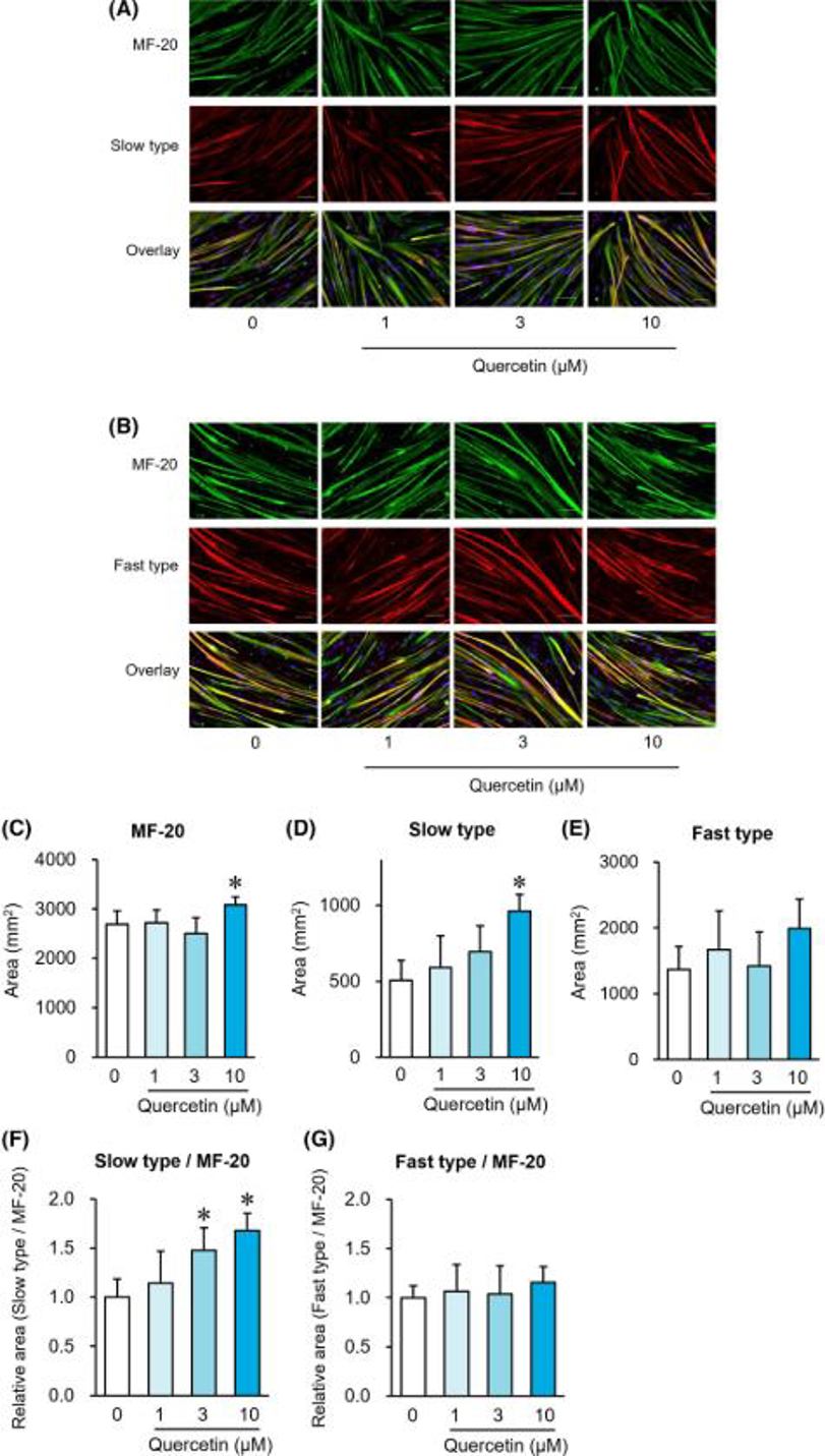 Influence of quercetin on myosin heavy chains assessed via immunofluorescence staining on Day 8.