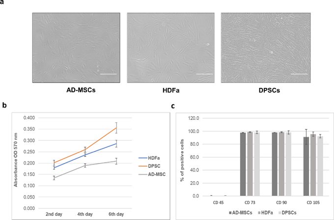 Characterization of HDFa, DPSCs, and AD-MSCs.