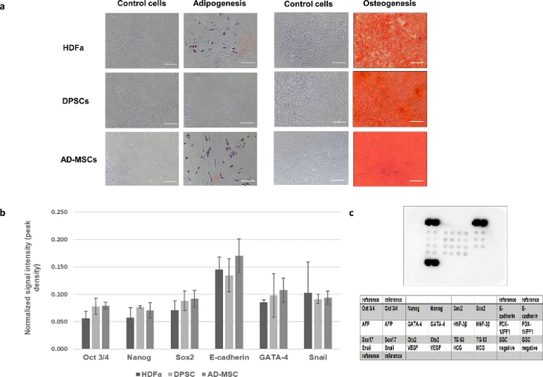 Stemness evaluation of HDFa, DPSCs, and AD-MSCs.