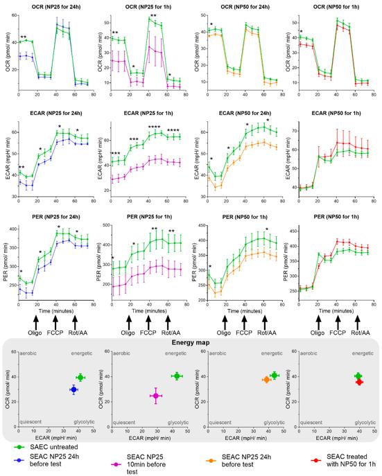 Human small airway epithelial cells (SAEC) exposed to 25 or 50 nm polystyrene nanoplastics (PS-NPs) for durations of 1 or 24 h exhibited a statistically significant reduction in oxygen consumption rate (OCR) compared to the control group that was not treated with NPs.