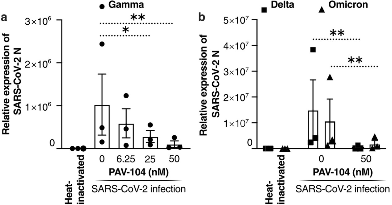 Antiviral activity of PAV-104 against SARS-CoV-2 in primary airway epithelial cells, as determined by RT-qPCR.