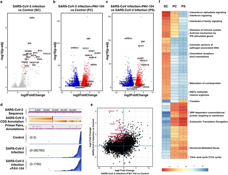 PAV-104 treatment suppresses the IFN signaling and maturation of nucleoprotein gene expression pathways.