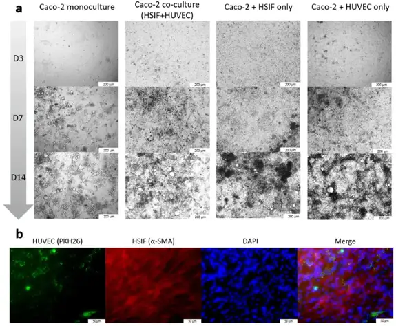 The Development of the Co-Culture GI Model.