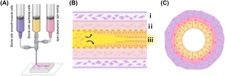 Fig. 1 Schematic illustration of the bioprinting process and cell distribution within the intestinal tubular structure.