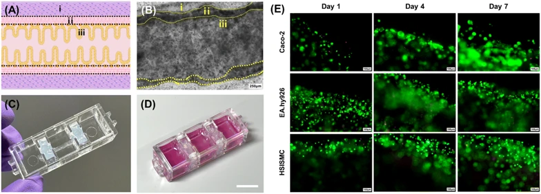 Rheological characterization of gelatin, collagen, and alginate-collagen bioinks for bioprinting optimization.