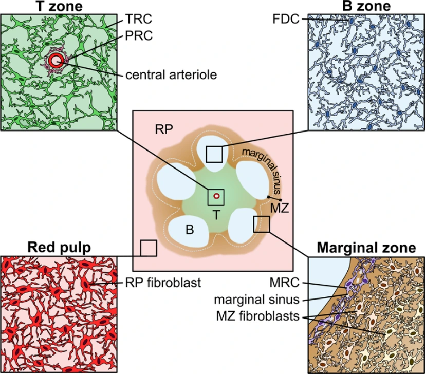 Splenic fibroblasts. The structural integrity of the splenic compartments relies on complex fibroblastic networks.