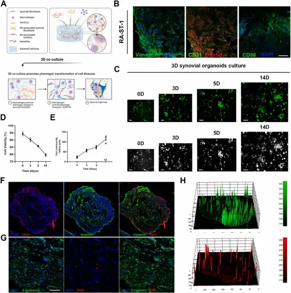 Characterization of 3D synovial organoids.