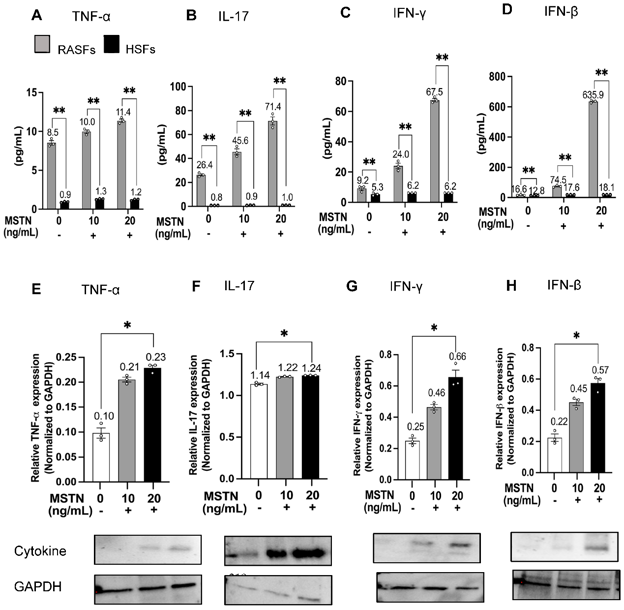 MSTN upregulated the secretion and production of inflammatory cytokines and chemokines in RASFs.