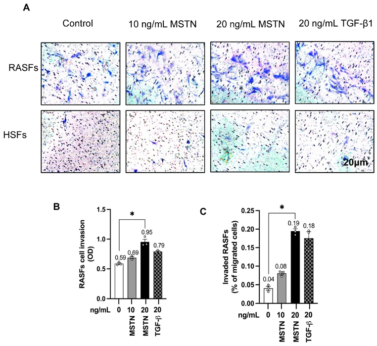 MSTN enhanced RASF invasion and adhesion.