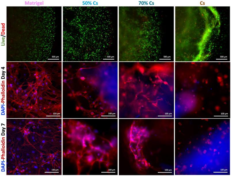 Live/dead assay at day 1 (live cells in green, dead cells in red) in the first row; DAPI-Phalloidin staining at day 4 and day 7 in the second and third rows, respectively.