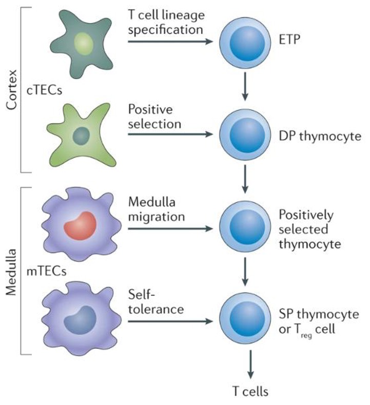 cTEC and mTEC subpopulations coordinate the development and repertoire selection of T cells.