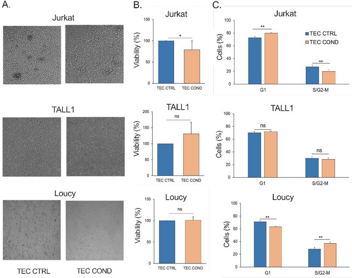 Differential T-ALL cell lines viability in the TEC-conditioned culture system.