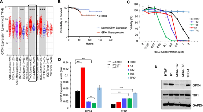 GPX4 and TfR1 expression levels in papillary thyroid carcinoma.