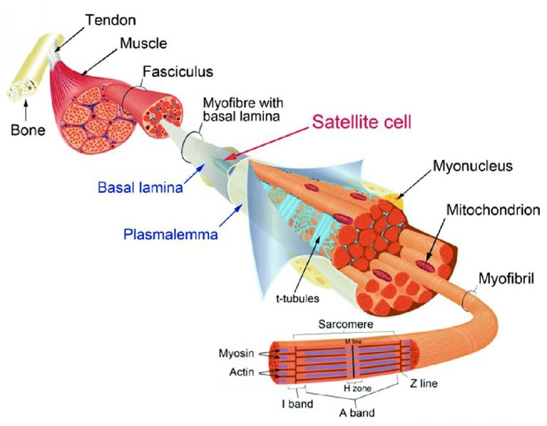 Muscle structure and the satellite cell niche.