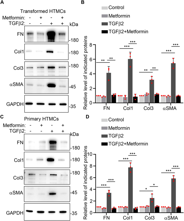 Metformin down-regulates elevated fibrotic proteins levels induced by TGFβ2 in transformed and primary human trabecular meshwork cells (HTMCs).