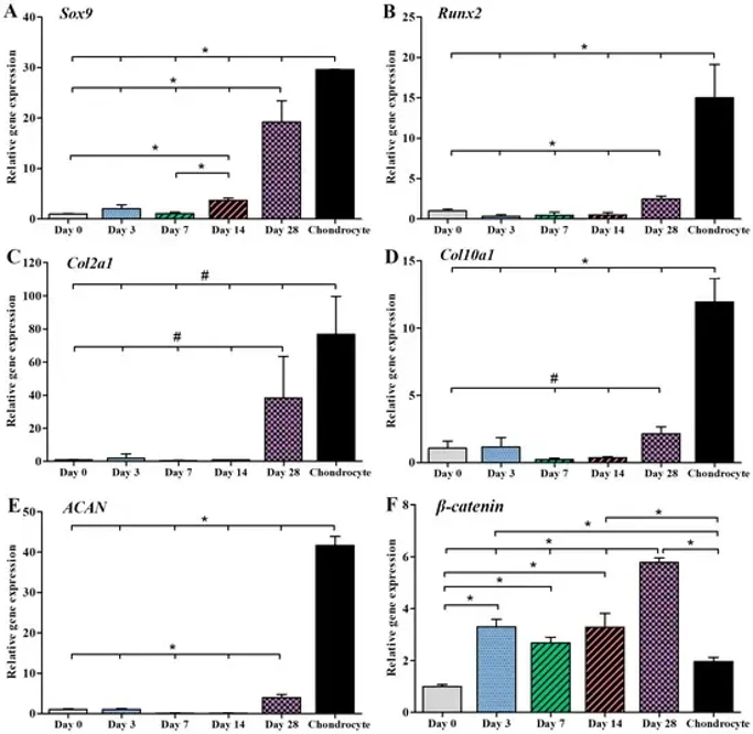 Gene expression analysis of chondrocyte by qPCR: (A) Sox9, (B) Runx2, (C) Col2a1, (D) Col10a1, (E) ACAN, and (F) β-Catenin genes. The targeted gene was normalized to GAPDH as a reference gene, and the relative expression was calculated and compared to each group.