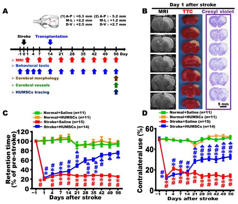 HUMSCs transplantation enhanced motor function in rats with chronic stroke.