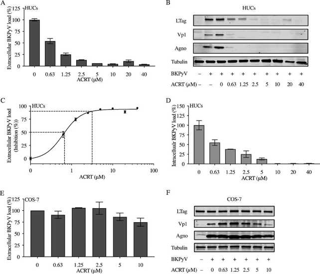 Acitretin inhibits BKPyV replication in primary human urothelial cells (HUCs) but not in COS-7 cells.