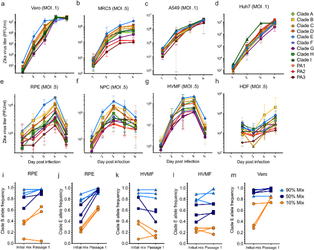 Fitness assays of clade-defining infectious clones in continuous and human primary cells.