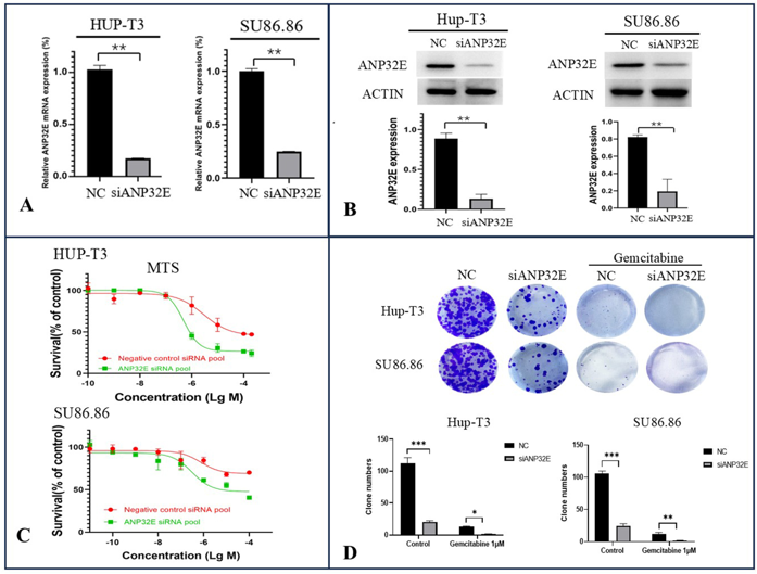 MTT and Plate Clone Formation Assay to analyze the viability of cells after treatment with gemcitabine and down-regulation of ANP32E expression.
