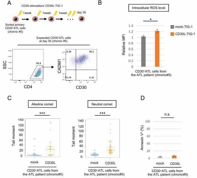 The effect of CD30 stimulation on intracellular ROS and DSBs in CD30+ATL cells from the ATL patient (chronic#5).