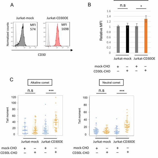 The effect of CD30 stimulation on intracellular ROS and DSBs in Jurkat-CD30OE cells.