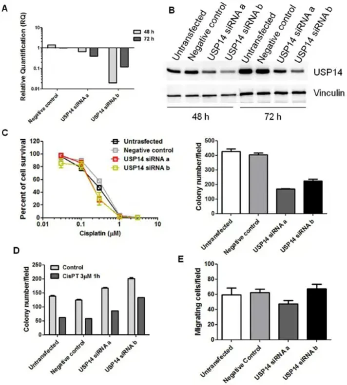 Molecular inhibition of USP14 in cisplatin-sensitive IGROV-1 cells.
